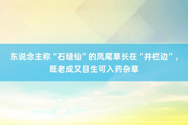 东说念主称“石缝仙”的凤尾草长在“井栏边”，既老成又目生可入药杂草